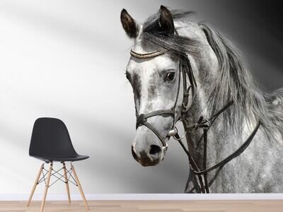 3D Sketch Animal Horse 225 Wallpaper Mural Wallpaper UK Jenny